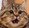 bigfatcat